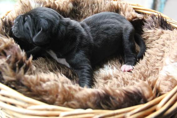 geboorte-eerste-pup-reu